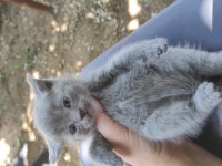 Scottish fold yavru