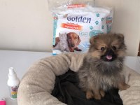 Mini Boy A Kalite Pomeranian Yavrumuz