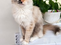 ÜCRETSİZ RAGDOLL KEDİMİZ