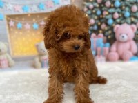 Toy poodle 3 aylık dişi