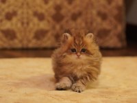 Golden British Longhair Yavrular