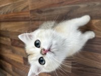 Golden British Shorthair Yavrular