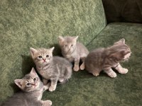 Yavru 37 günlük british shorthair