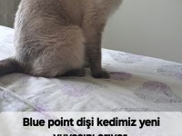 Yetişkin dişi blue point british shorthair