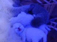 British Shorthair Yavrularımı Sahiplendiriyorum