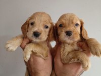 Cocker yavru köpeğimiz