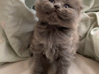 Oyuncu süslü british longhair bebek