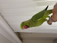 Pakistan papağanı erkek