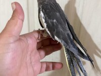 45 günlük konuşturmalık grey bebek sultan papağanı