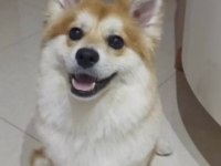 Pomeranian alman spitz karma