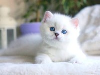 Beyaz Teddy Bear Silver British Shorthair Ns1133