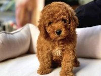 Maltipoo bebek köpekler
