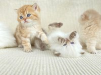 British shorthair ve longhair yavrular