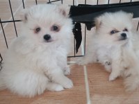 Evinizin küçük sevimli pomeranian arkadaşlarınız olacak