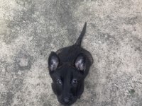 Kalitenin Adresi Mete köpek akademisi (MALİNOİS)