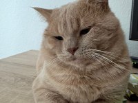 ÜCRETSİZ SAHİPLENDİRİLECEK KEDİMİZ