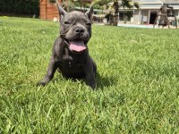 Blue French Bulldog Yavruları