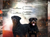 Mükemmel Anatomi Ve Timit-Tor Kalacberg Kan Hattı Rottweiler