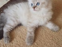 Minik british longhair meleklerim