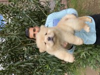 ÜST KALİTE CHOW CHOW YAVRULARIMIZ