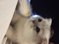 2 aylık scottish fold erkek