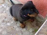 Rottweiler yavruları