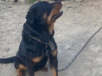 Safkan Macar rottweiler yavrular 2 kardeş sadece