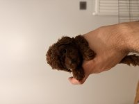 Rokanın poodle yavruları