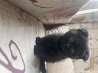 Çok sağlıklı Cinnamon ve Duman renk scottish fold yavrular