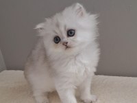 British longhair dişi