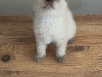 British Shorthair Bebek