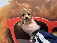 IRK GARANTİLİ MALTİPOO YAVRULARIMIZ