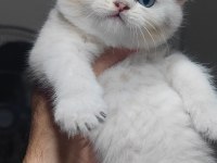 British shorthair kedimiz