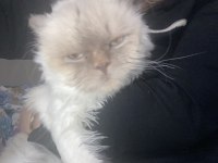 Maviş gözlü tatliş kedimiz kira british longhair