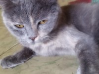 British shorthair kedimi sahiplenecek arıyorum