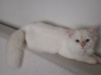 Chinchilla erkek safkan
