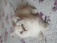 British shorthair silver