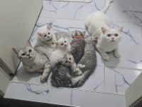 3 şilaĥşör kediler