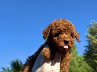 Wc Eğitimli Redbrown Toy Poodle Yavrumuz