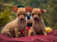 1.250 gr olacak pinscher