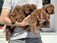 Petmode köpek çiftliğinde ziyarete açık toy poodle