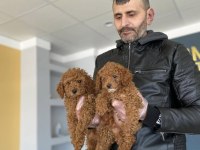 EN GÜZEL TOY POODLE YAVRULAR MAGAZAMIZDA CANLI GÖRÜN