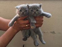 British Shorthair Kedilerim
