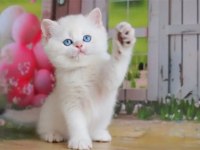 Kar Beyaz Silver British Shorthair Ns1133