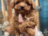 Orijinal en sevimli Kore Maltipoo