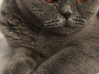 Uyumlu Sakin Scottish Fold Kızımız