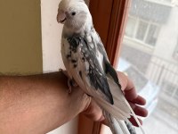 EVİNE MASKOT ARAYANLARA KUSURSUZ ERKEK SULTAN