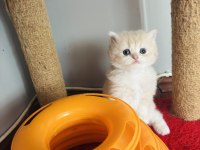 British Longhair golden