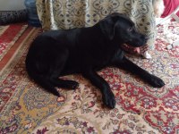 5-6 aylık labrador ücretsiz sahiplendirme