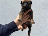 40 günlük hırs küpü Belçika malinois yavrular